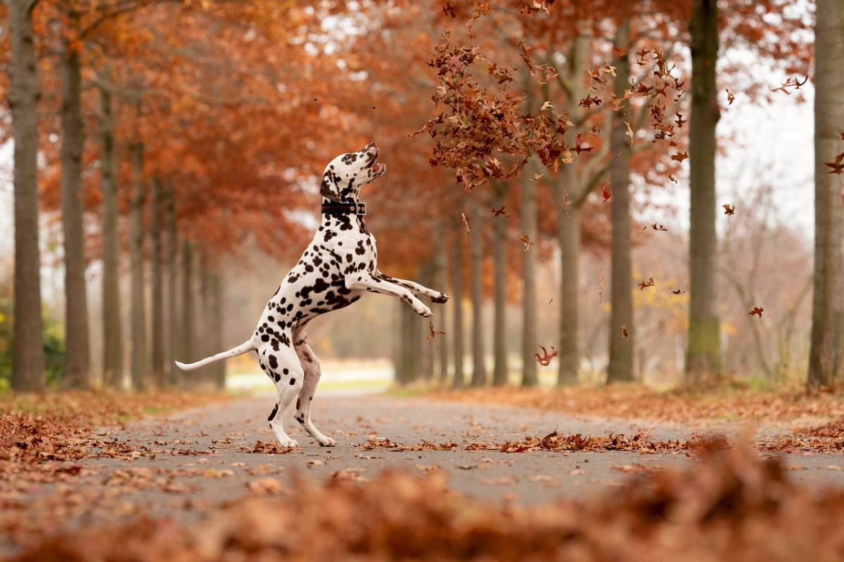 ABSOLUMENT ANIMAL